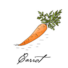 Poster with hand drawn carrot isolate on a white background.