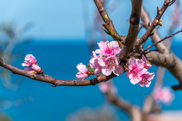New Pink Blossoms on a Fruit Tree with the Mediterranean Sea in the Background in Italy