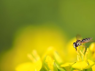菜花とハナアブ