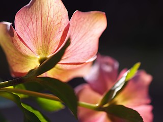 クリスマスローズの花