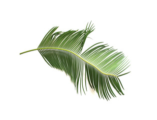 tropical green sago cycad palm leaf isolated on white background