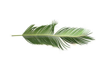 tropical green sago cycad palm leaf isolated on white background