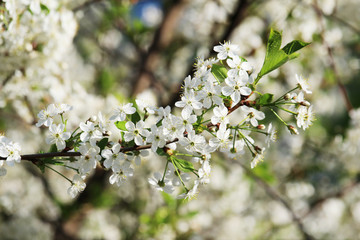 Blossoming trees in spring season