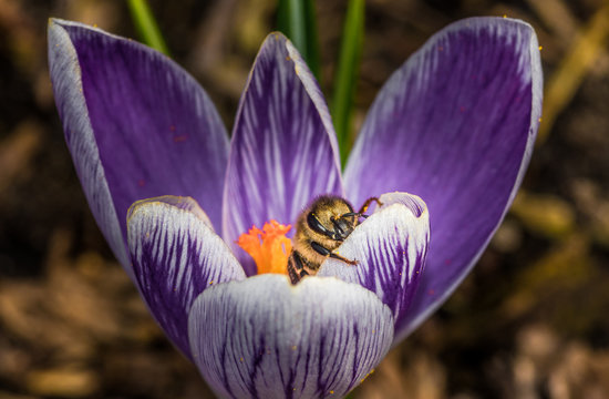 pszczoła na fioletowym krokusie