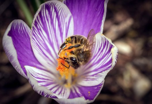 pszczoła na fioletowym krokusie