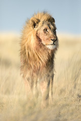 Male lion in morning light