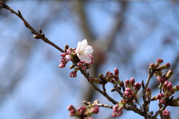 桜