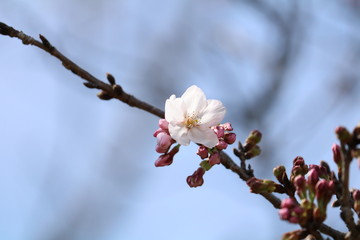 桜