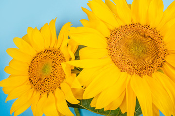 Obraz premium Bright big yellow sunflower bouquet on blue background. Flatlay style.