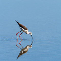 Black-winged stilt.Natural Park S'Albufera de Mallorca.Muro, Mallorca, Baleares, Spain