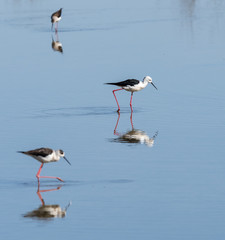 Black-winged stilt.Natural Park S'Albufera de Mallorca.Muro, Mallorca, Baleares, Spain