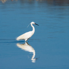 Little Egret.Natural Park S'Albufera de Mallorca.Muro, Mallorca, Baleares, Spain