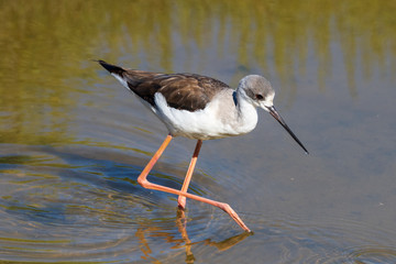 Black-winged stilt.Natural Park S'Albufera de Mallorca.Muro, Mallorca, Baleares, Spain
