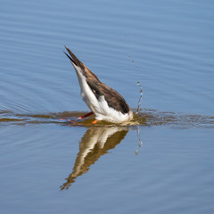 Black-winged stilt.Natural Park S'Albufera de Mallorca.Muro, Mallorca, Baleares, Spain