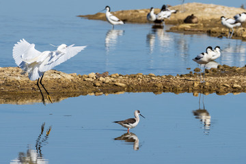 Little Egret.Natural Park S'Albufera de Mallorca.Muro, Mallorca, Baleares, Spain