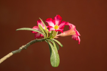 Pink Desert rose flowers