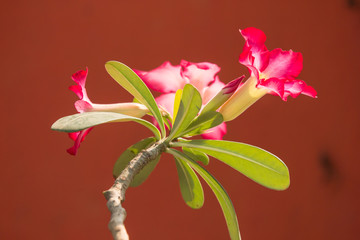 Pink Desert rose flowers