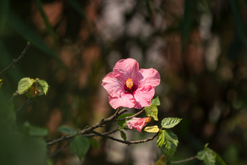 Fototapeta premium Close up of Soft Pink Hibiscus rosa-sinensis
