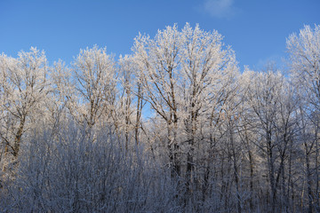 Winter forest. Trees covered with hoarfrost against blue sky. Christmas scene.