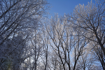 Winter forest. Trees covered with hoarfrost in cold sunny day.