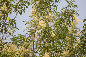 White Flower in blue sky or Fraxinus griffithii tree