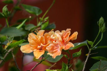 Close up of Orange Hibiscus rosa-sinensis