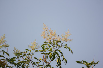 White Flower in blue sky or Fraxinus griffithii tree