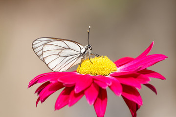 Close-up photo of one white butterfly on a red flower in a summer day outside. Blur and soft focus.