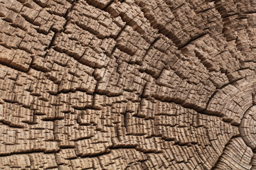Fototapeta premium Wood texture background. Old tree rings with cracks.