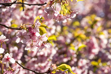新川千本河津桜　千葉県八千代市米本
