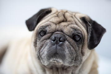 Cute pug dog breed lying on white bed and blanket in bedroom smile with funny face  - Image
