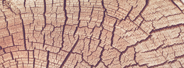Wood texture background. Old tree rings with cracks.