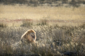 Lion in morning light