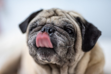Cute pug dog breed lying on white bed and blanket in bedroom smile with funny face  - Image