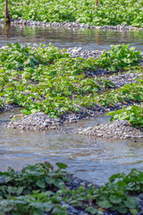 長野県 大王わさび農場 わさびと水路の流れ
