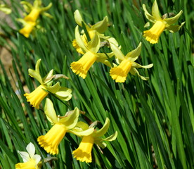 Narzissen - Osterglocken