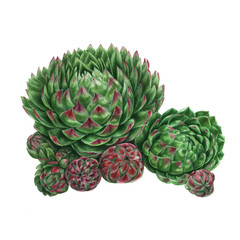 Fototapeta premium Sempervivum houseleeks hens and chicks close up. Watercolor Succulent Painting. Green plant isolated on white background, Sempervivum botanical illustration
