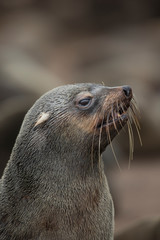 Fototapeta premium Cape Fur Seal 