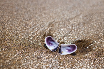 Fototapeta na wymiar shell on the beach looks like a butterfly