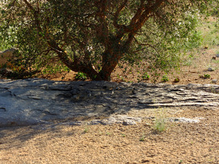 Safari, Windhoek, Namibia, Africa