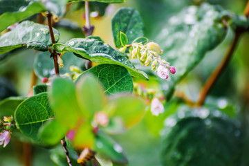 Snowberry in drops of water after a rain in a sunny day