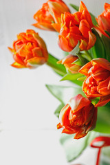 Red tulips on paper red background congratulation gift for the holiday