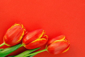 Red tulips on paper red background congratulation gift for the holiday
