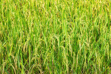 Green rice paddy fields and is soon up to the seed harvest.