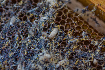 Wax moth larvae on an infected bee nest. cover of the hive is infected with a wax moth. family of...