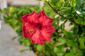 Red hibiscus flower 