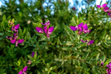 Campanula flowers purple