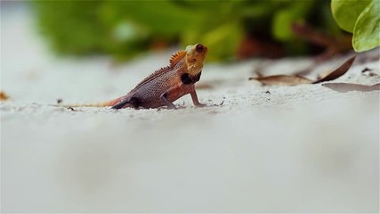little colored lizard on the sand, wildlife of the tropical