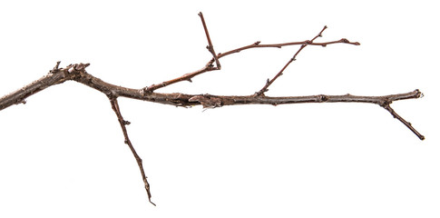 dry apricot tree branch. isolated on white background