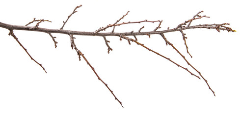 Fototapeta na wymiar dry apricot tree branch. isolated on white background